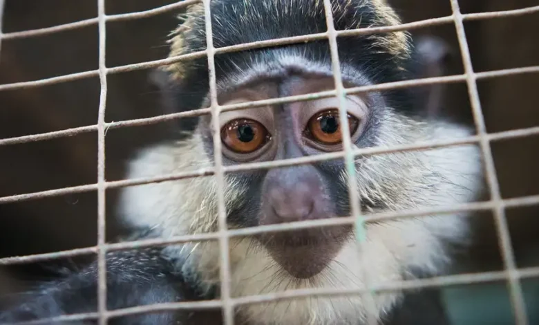 Tráfico de especies en redes sociales amenaza biodiversidad