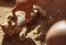 Gatos y felicidad muestran una curiosa relación