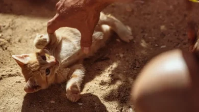 Gatos y felicidad muestran una curiosa relación