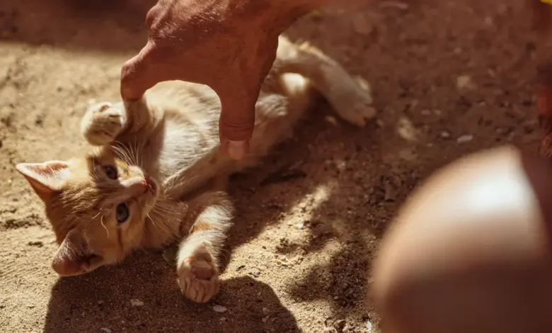 Gatos y felicidad muestran una curiosa relación