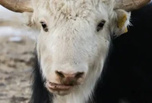 Yak X revela un pariente extinto de los yaks