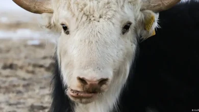 Yak X revela un pariente extinto de los yaks