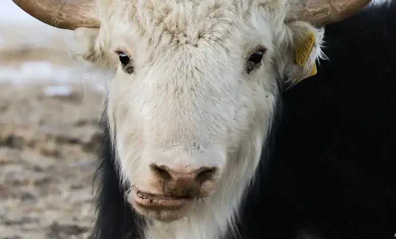 Yak X revela un pariente extinto de los yaks